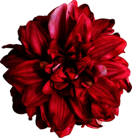 暗色玫瑰花花朵