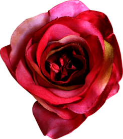 暗色玫瑰花花朵