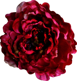 暗色玫瑰花花朵