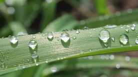 带露珠的绿色叶子图片