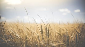 田野里生长的麦子图片