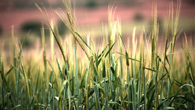 田野里生长的麦子图片