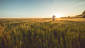 田野里生长的麦子图片