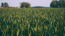 田野里生长的麦子图片