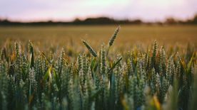 田野里生长的麦子图片