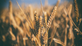 田野里生长的麦子图片