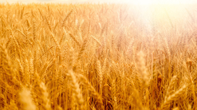 田野里生长的麦子图片