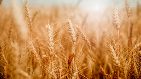 田野里生长的麦子图片