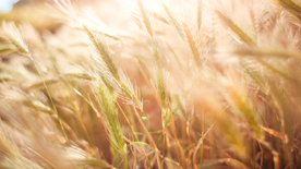田野里生长的麦子图片