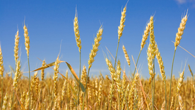 田野里生长的麦子图片