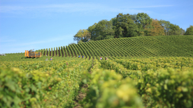 绿色幽静的葡萄园图片