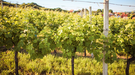 绿色幽静的葡萄园图片