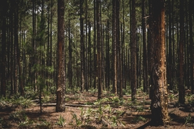 森林里笔直生长的树木图片