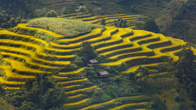 层叠错落的绿色梯田图片