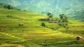 层叠错落的绿色梯田图片