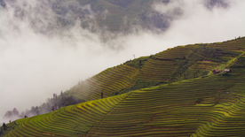 层叠错落的绿色梯田图片