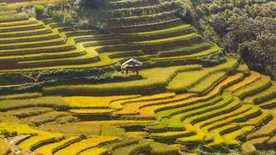 层叠错落的绿色梯田图片