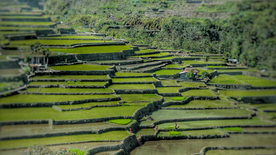 层叠错落的绿色梯田图片