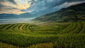 层叠错落的绿色梯田图片