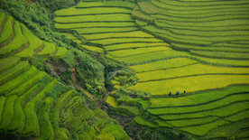 层叠错落的绿色梯田图片