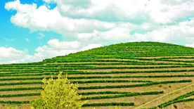层叠错落的绿色梯田图片