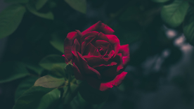 五颜六色的月季花图片