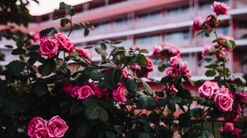 五颜六色的月季花图片