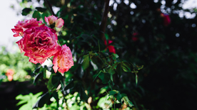 五颜六色的月季花图片