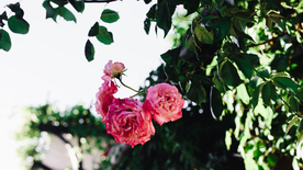 五颜六色的月季花图片