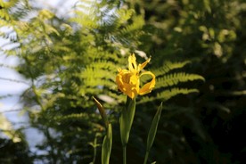 夏天 黄色 绿色 日 花卉 性