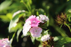 康乃馨 亲爱的威廉 开花 鲜花