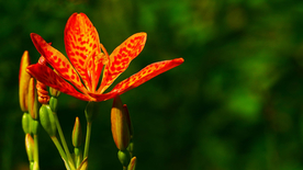 唯美别致的射干花图片