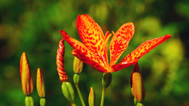 唯美别致的射干花图片