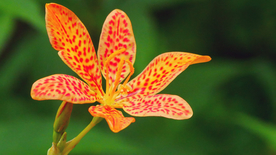 唯美别致的射干花图片