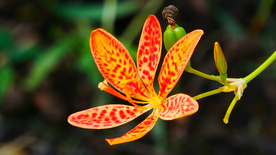 唯美别致的射干花图片