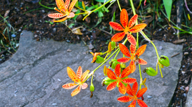 唯美别致的射干花图片