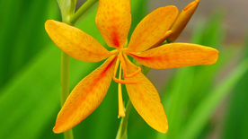 唯美别致的射干花图片