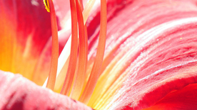 鲜花花蕊特写图片