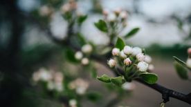 娇艳清新的海棠花图片