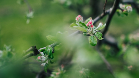 娇艳清新的海棠花图片