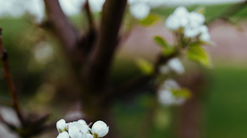 娇艳清新的海棠花图片