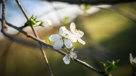 娇艳清新的海棠花图片