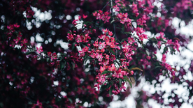 娇艳清新的海棠花图片