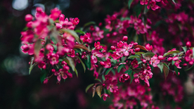 娇艳清新的海棠花图片
