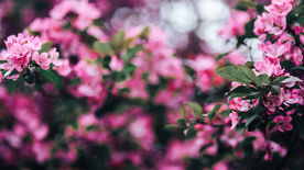 娇艳清新的海棠花图片