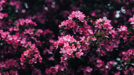 娇艳清新的海棠花图片