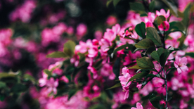 娇艳清新的海棠花图片