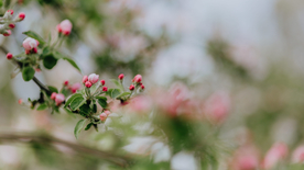 娇艳清新的海棠花图片