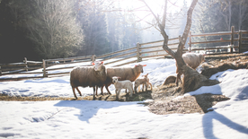 绵羊可爱呆萌图片