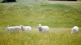 绵羊可爱呆萌图片
